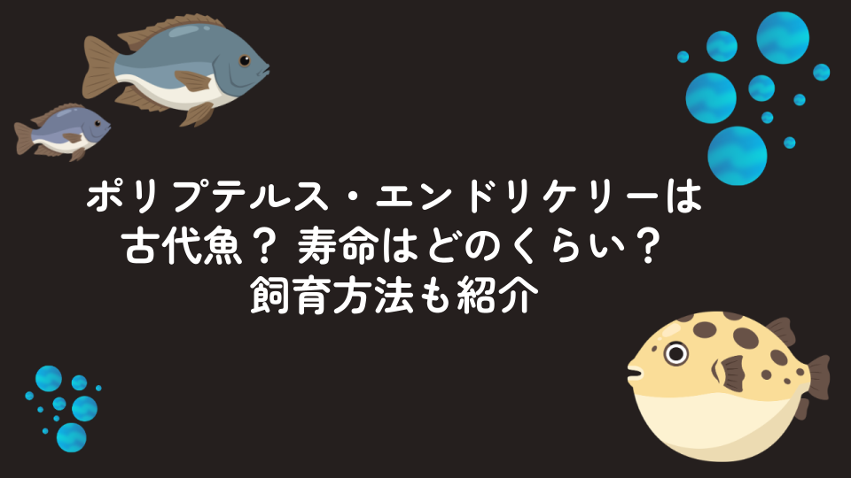 ポリプテルス・エンドリケリーは古代魚? 寿命はどのくらい?飼育方法も紹介